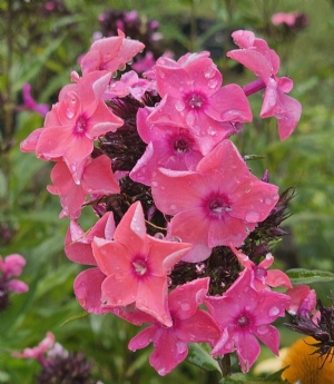 Candy Store™ Coral Crème Drop™ Garden Phlox, Summer Border Phlox, Fall Phlox, Phlox paniculata 'Ditomdre'